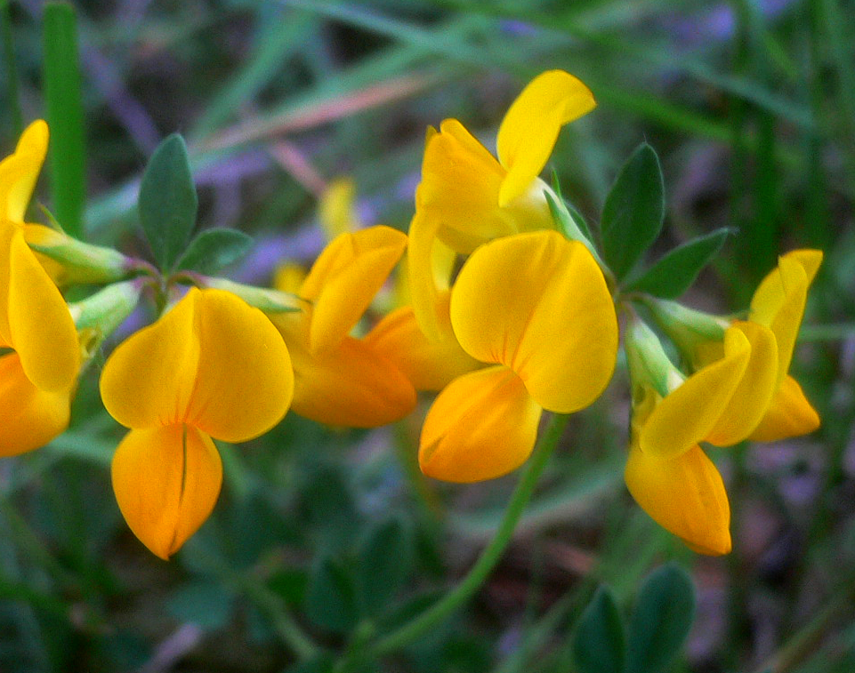 Bird's-foot Trefoil