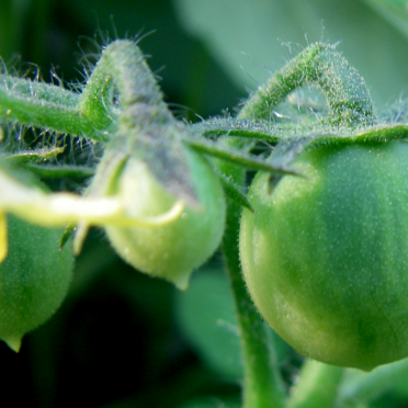 tomatoes