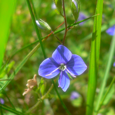 bird's-eye speedwell
