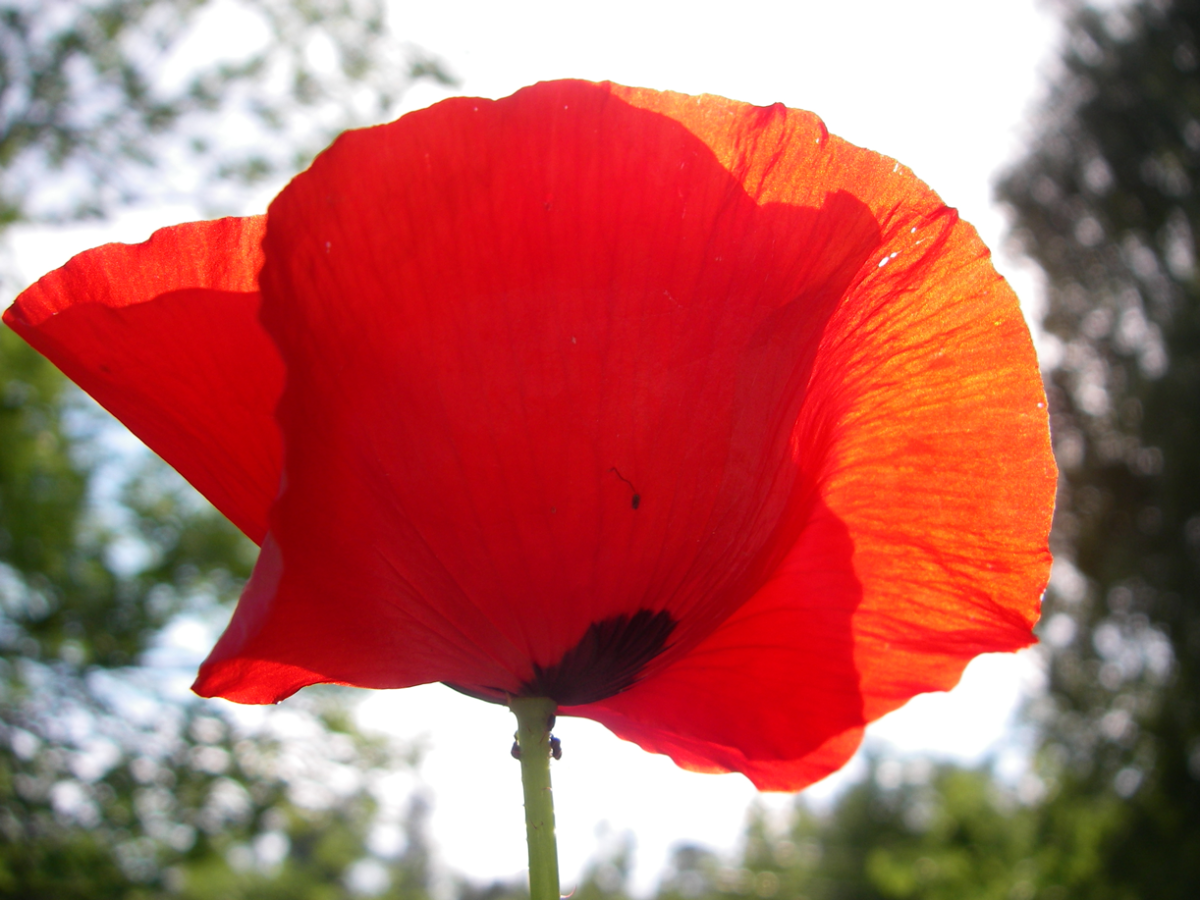 poppy