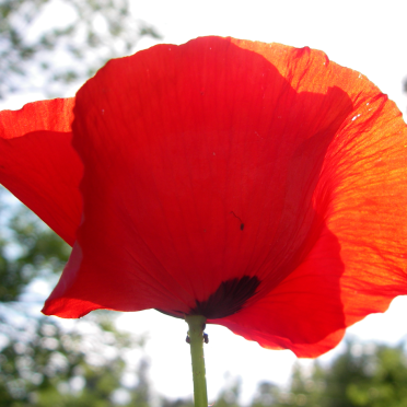 poppy