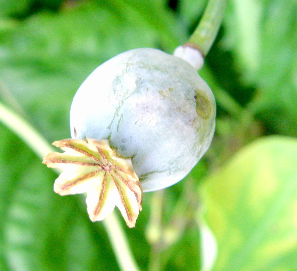poppy