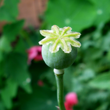 Papaver somniferum