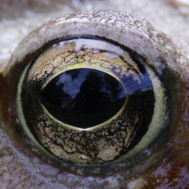 common frog