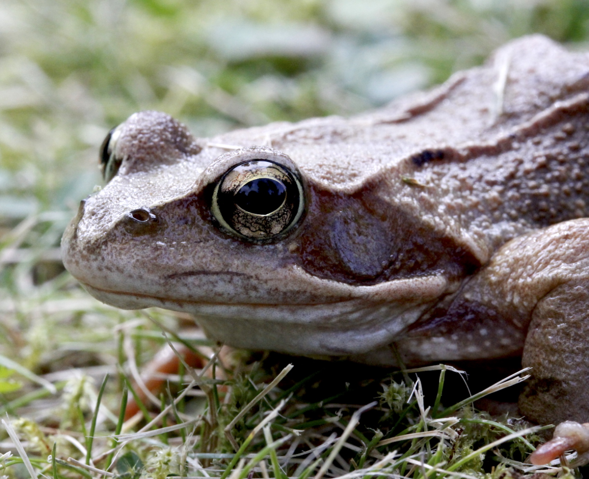 common frog