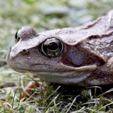 common frog