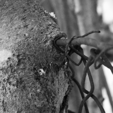 tree and fence