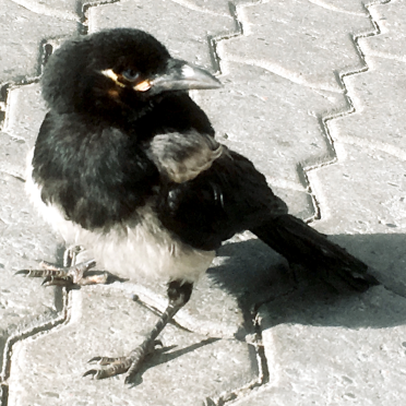 magpie