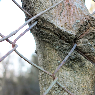 tree and fence