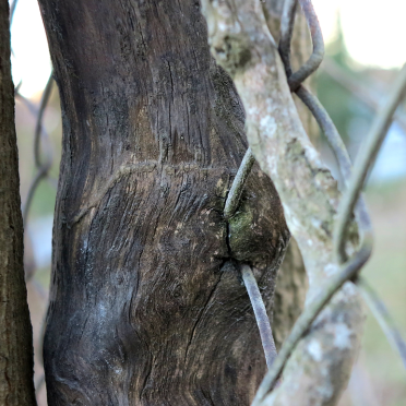 tree and fence