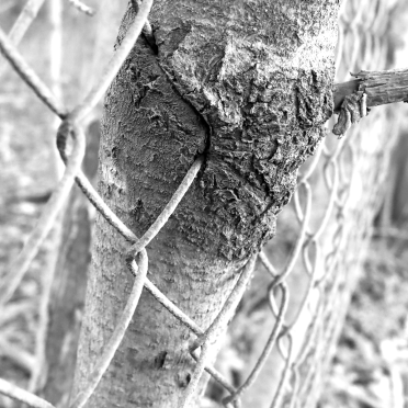 tree and fence