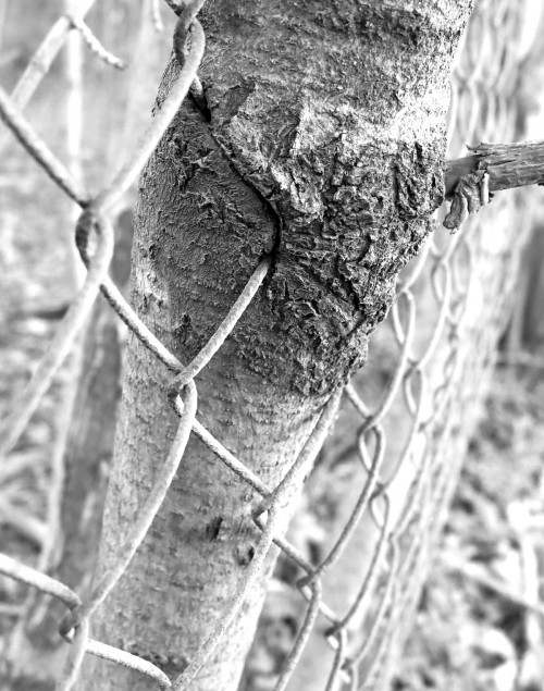tree and fence