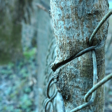 tree and fence