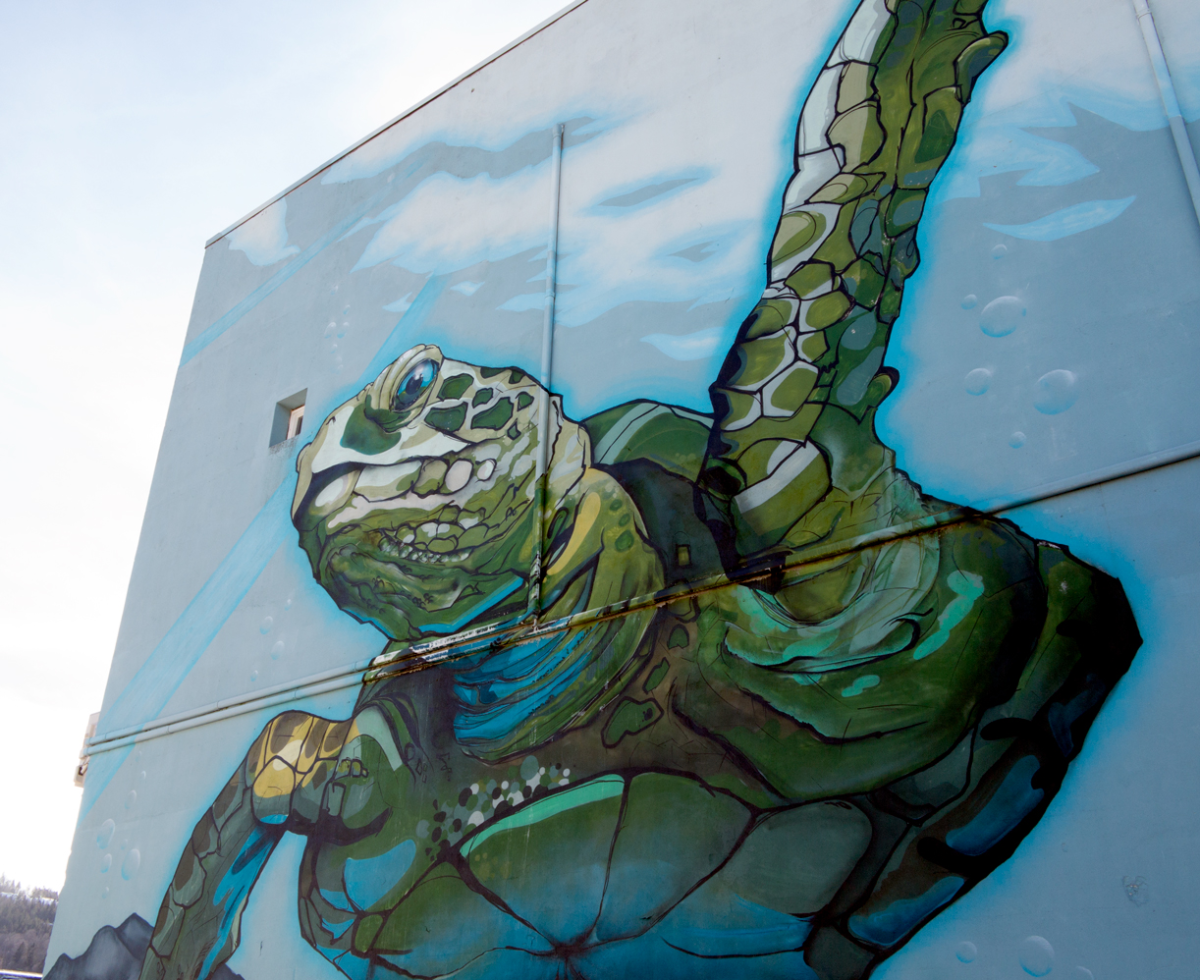 turtle
