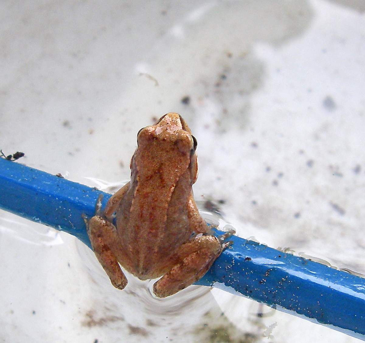 frog