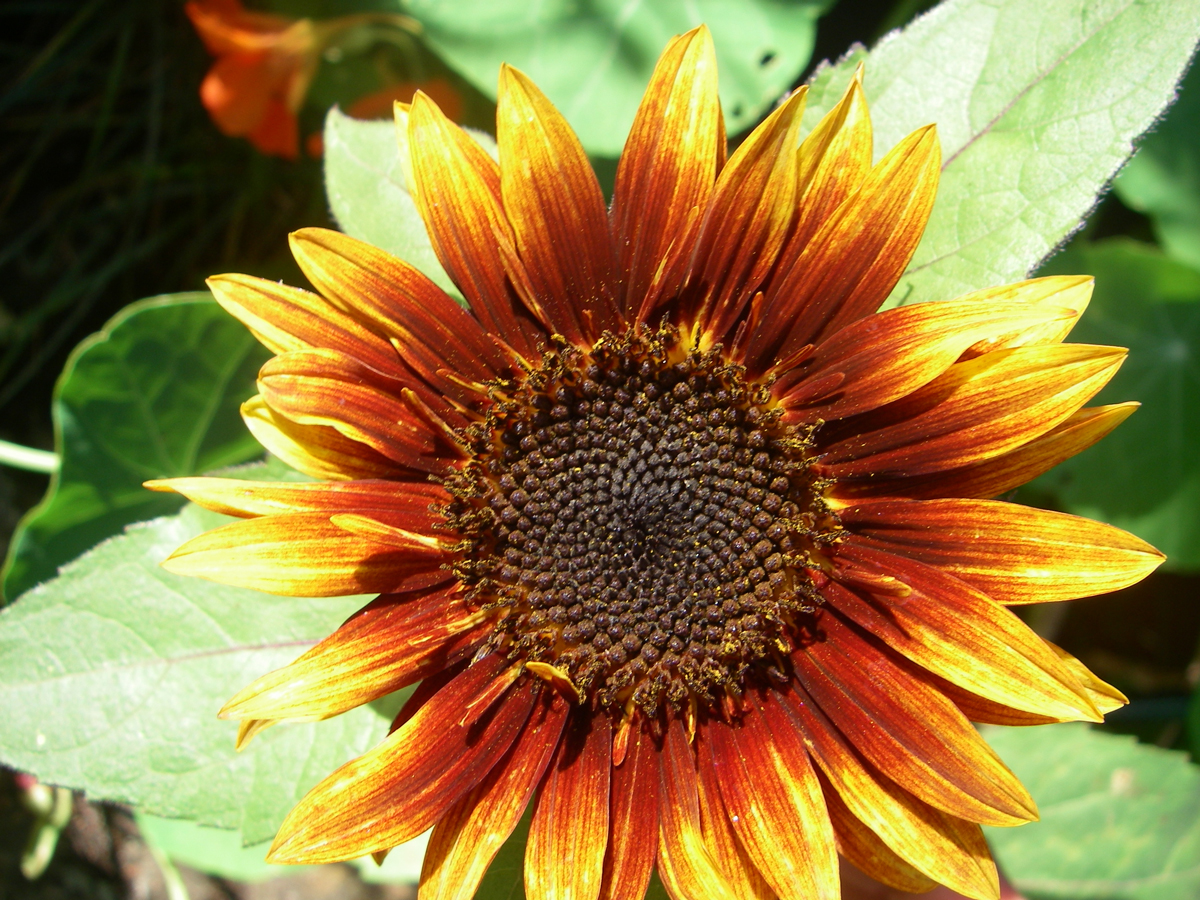 sunflower