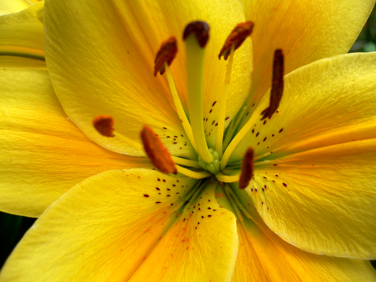 lilies