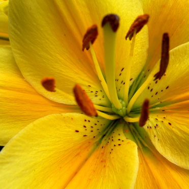 lilies