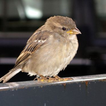 sparrow