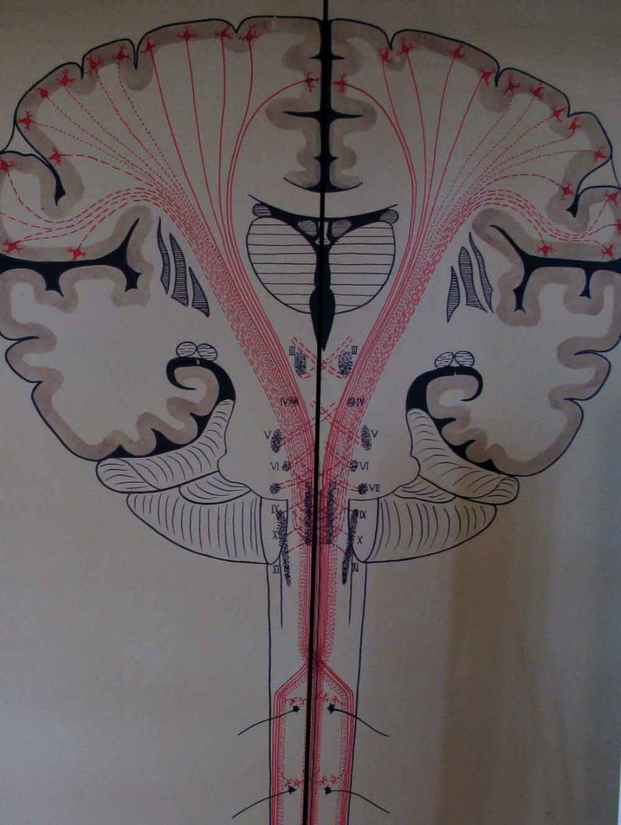 brain