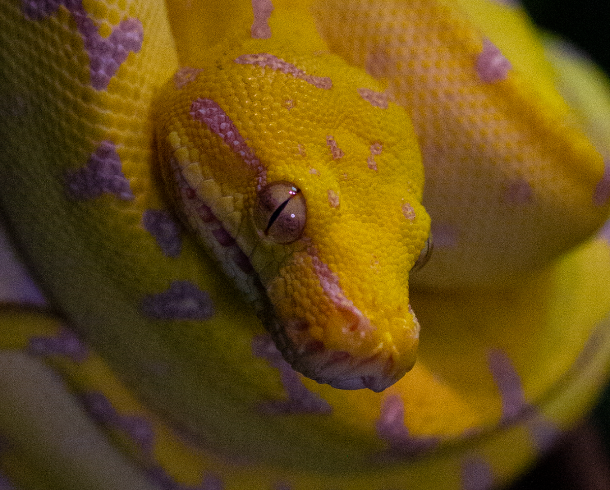 yellow