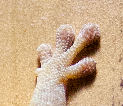 toes