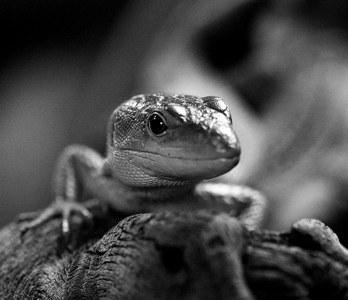 monochrome green