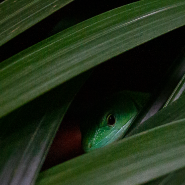 peek