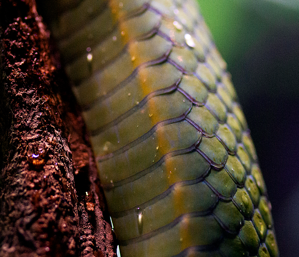slither
