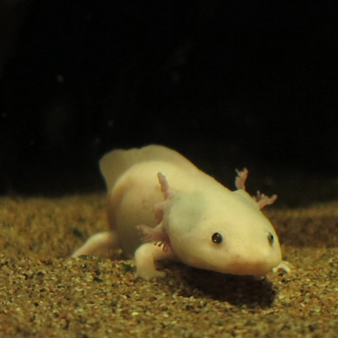 Ambystoma mexicanum