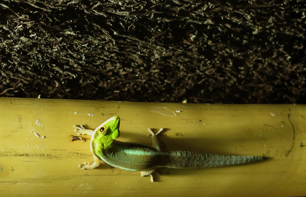 gecko
