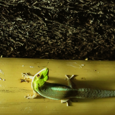 gecko
