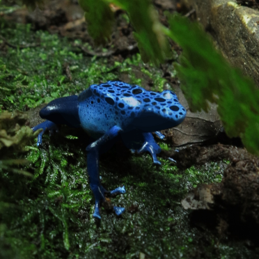 azureus