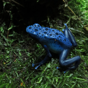Dendrobates azureus