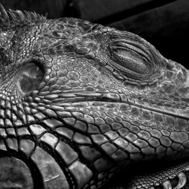 iguana