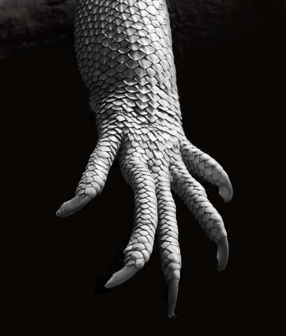 iguana