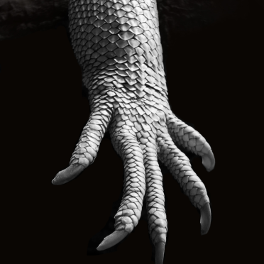 iguana