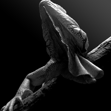 iguana