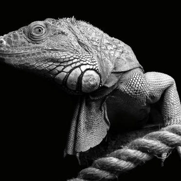 iguana