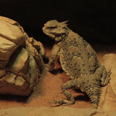 Phrynosoma cornutum