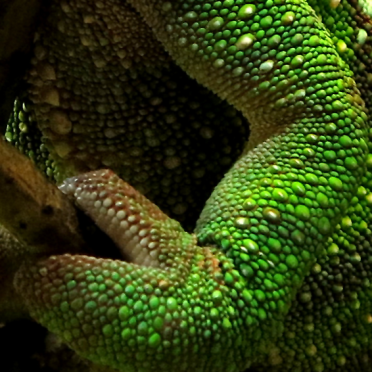 chameleon feet -