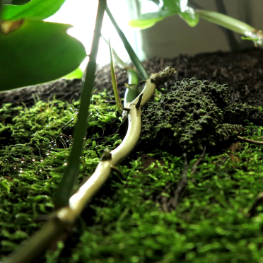 vietnamese mossy frog