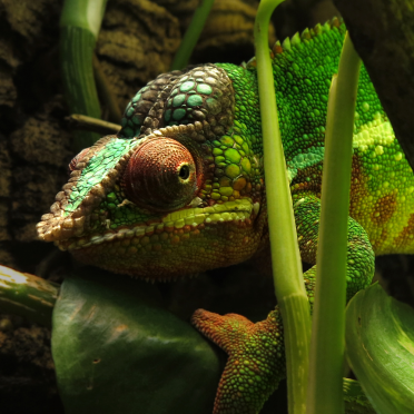 chameleon