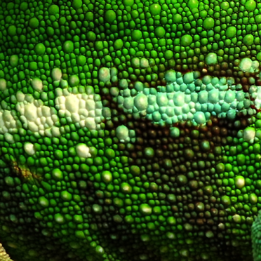 chameleon 