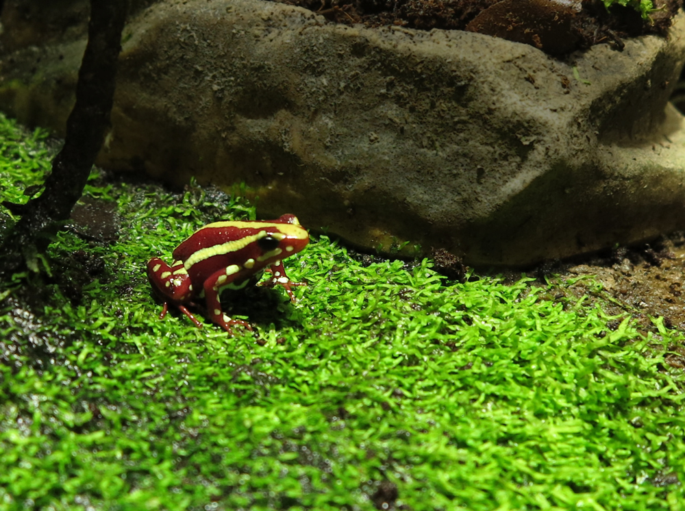 phantasmal poison frog