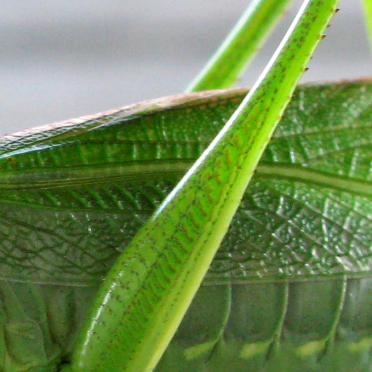 grasshopper