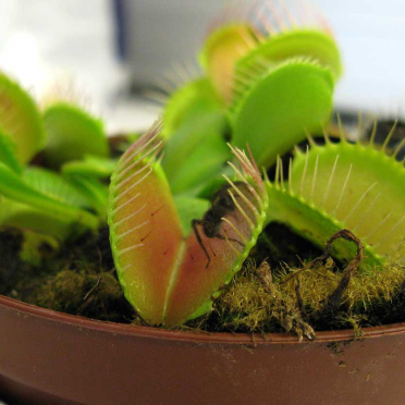 venus flytrap