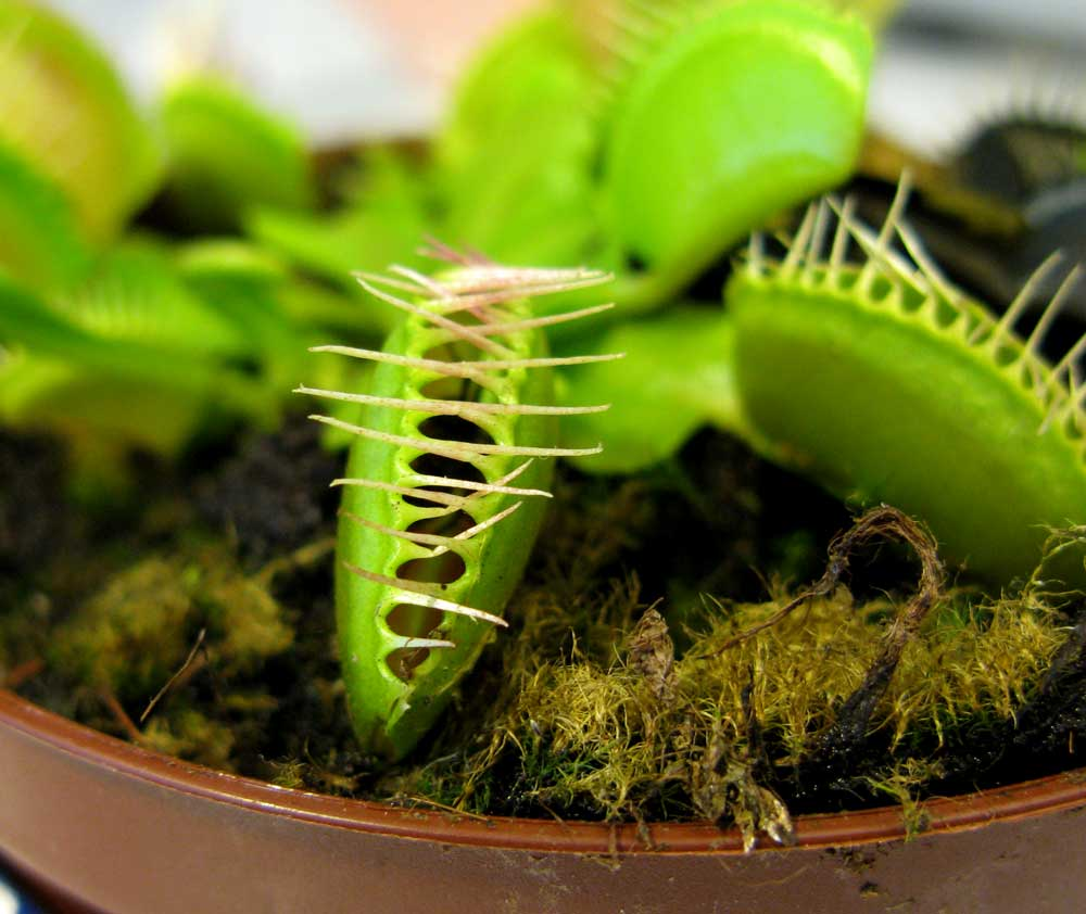 venus flytrap