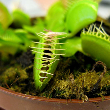 venus flytrap