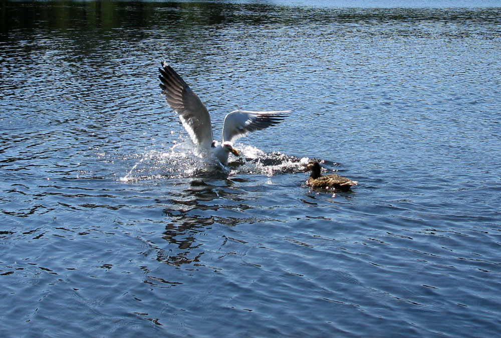 IMG_4666aW